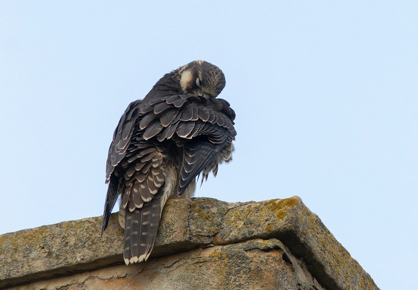 Peregrine