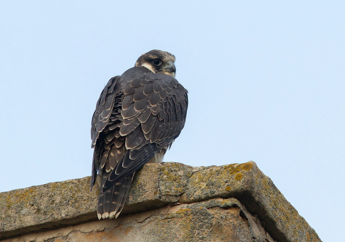 Peregrine, Stamford