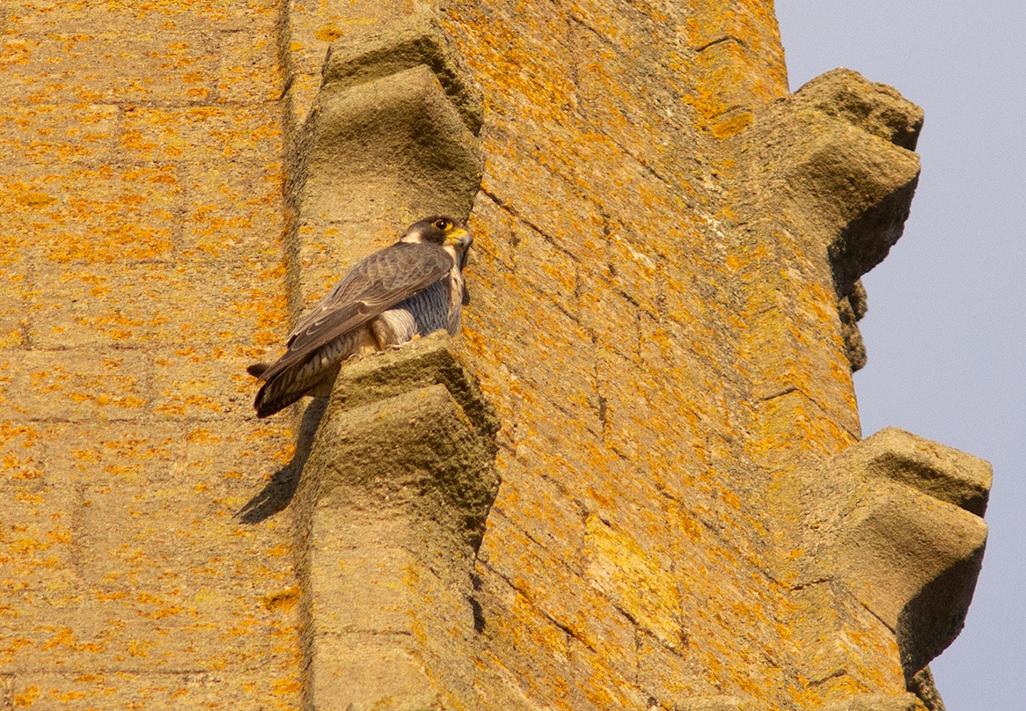 Peregrine