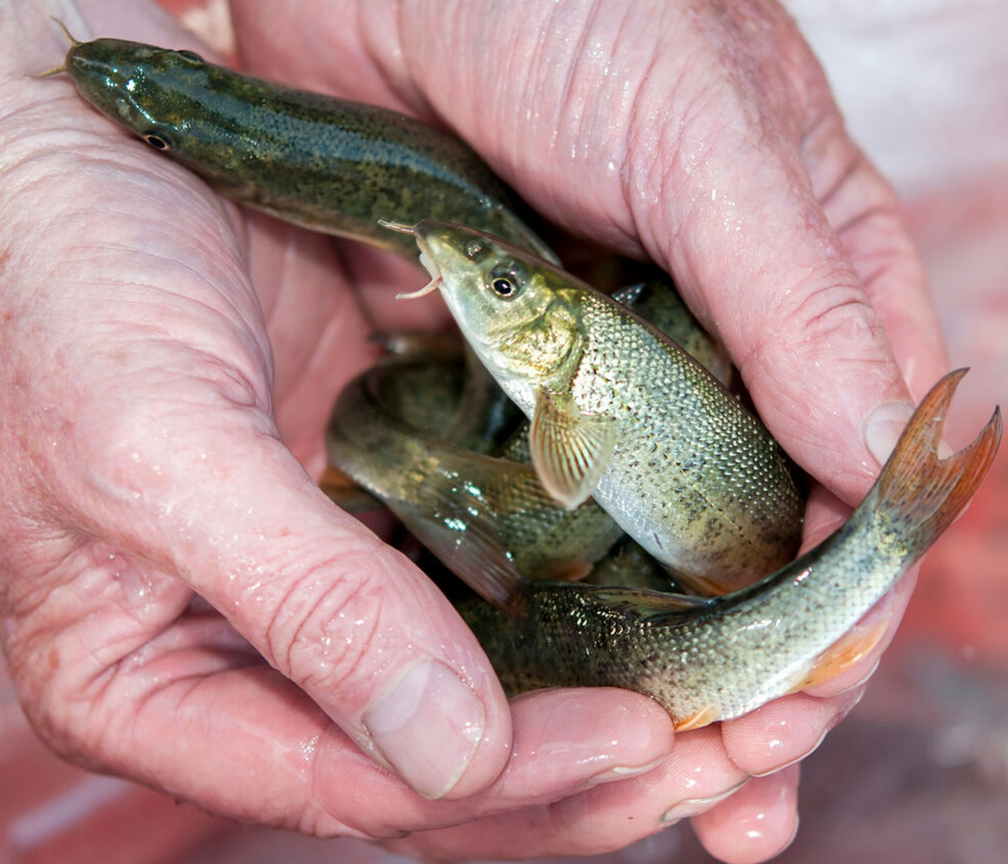 Juvenile barbel are hardier than many species