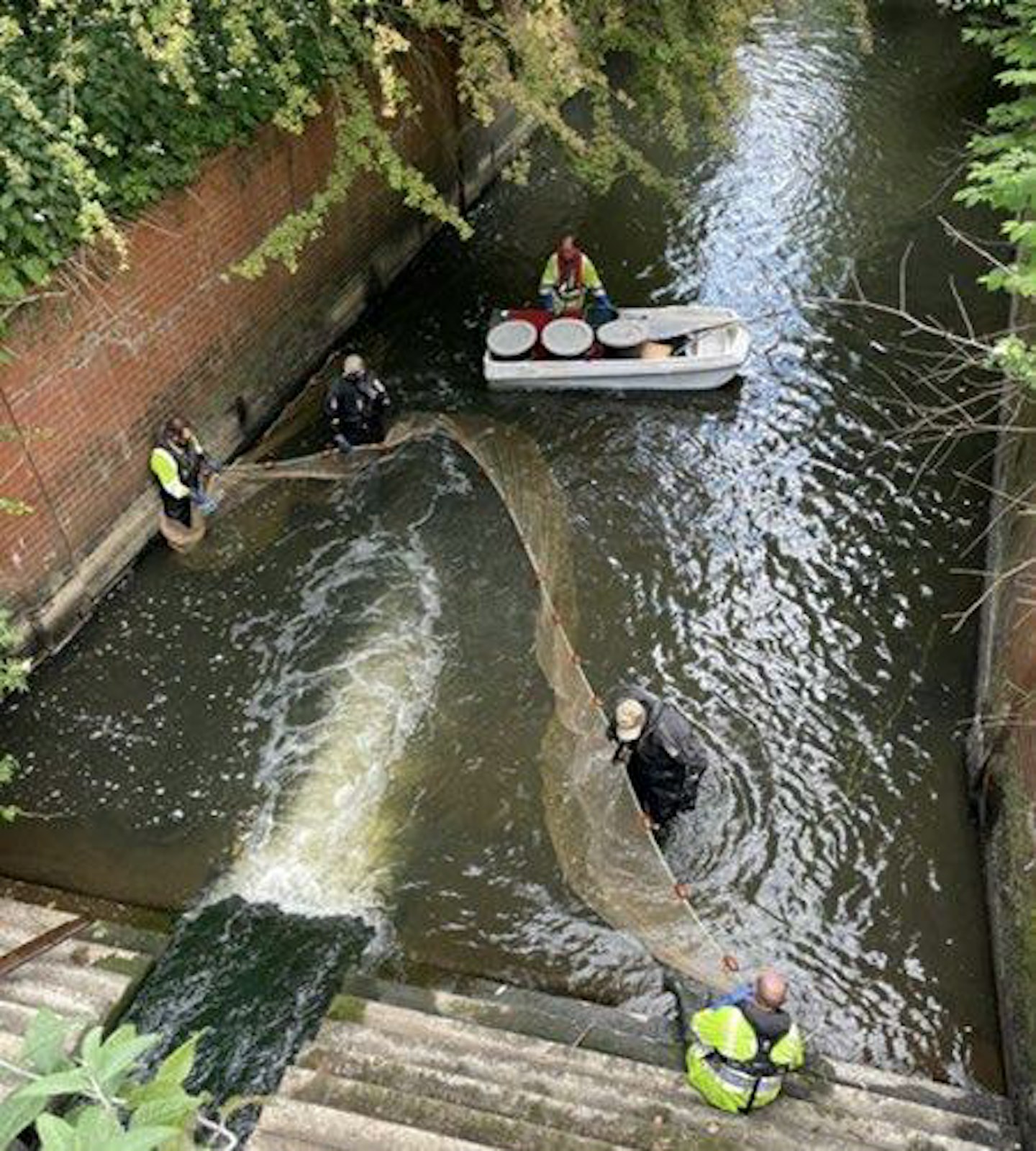 Leigh fish rescue saves almost 200 fish 