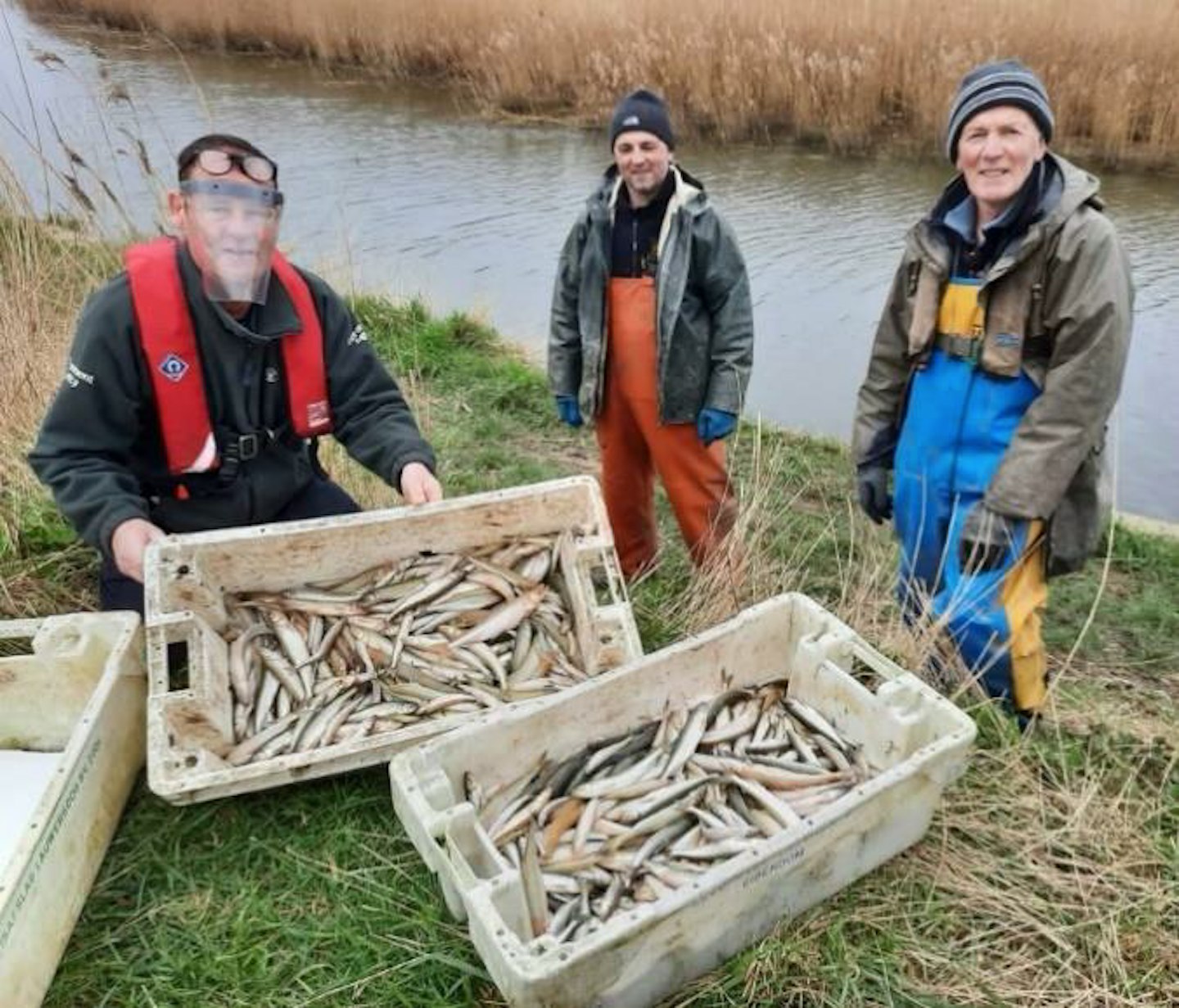 Audit reveals growth in smelt numbers 