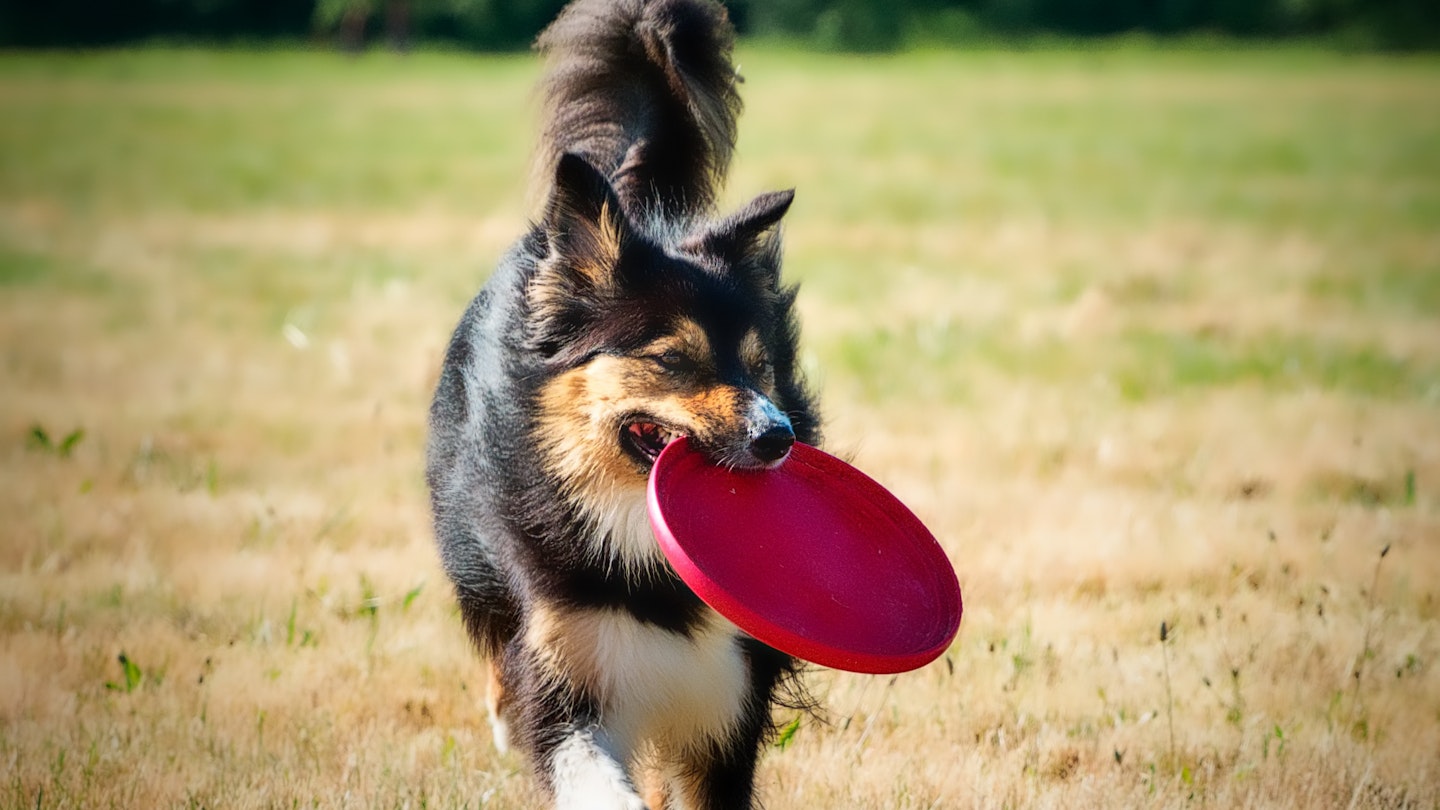 A dog with a dog frisbee