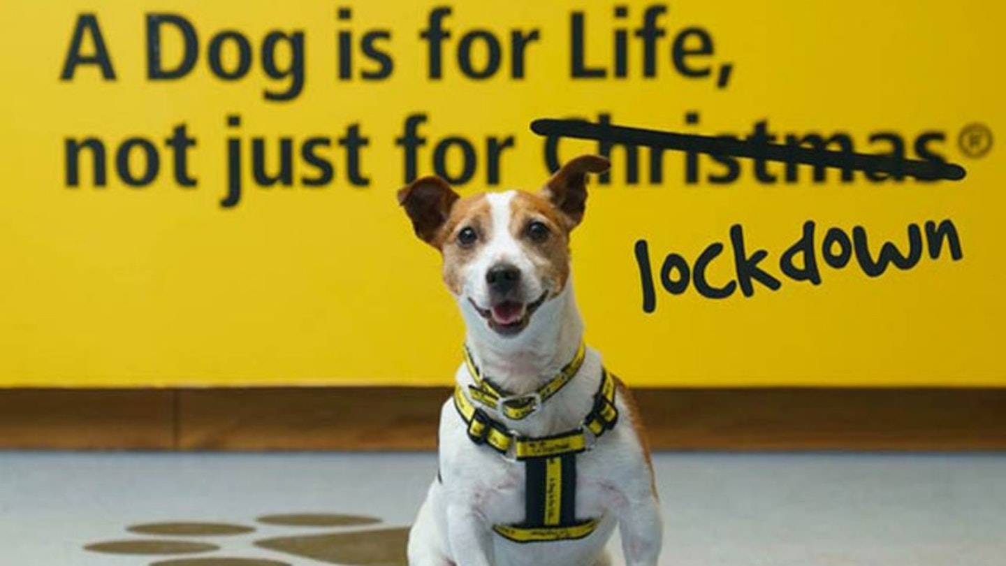The Dog's Trust