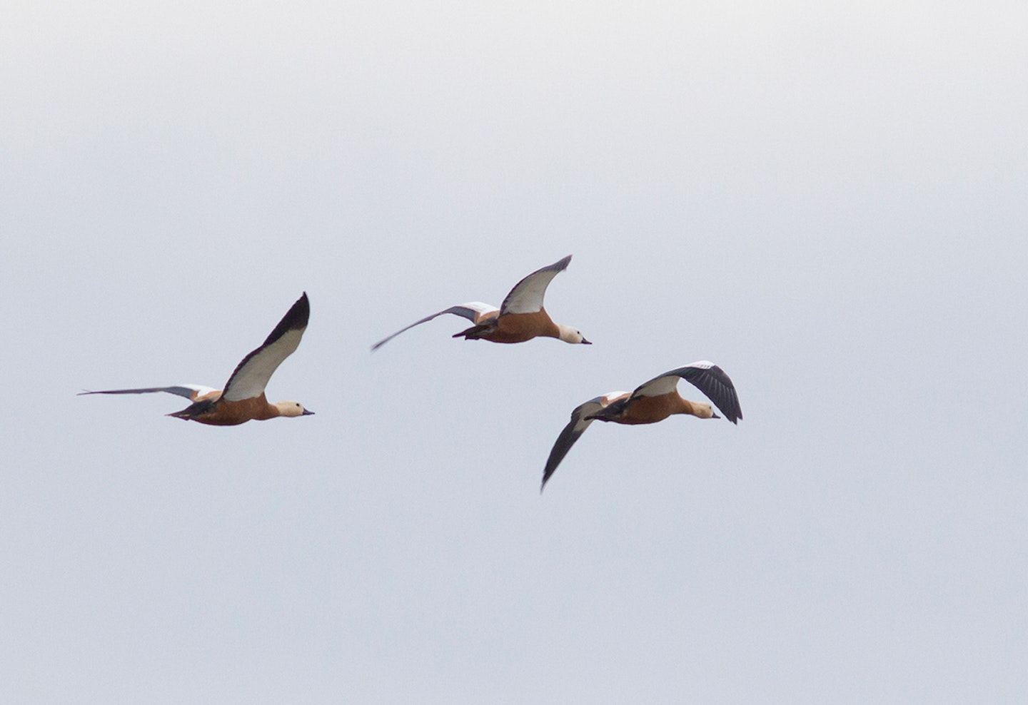 Ruddy Shelducks