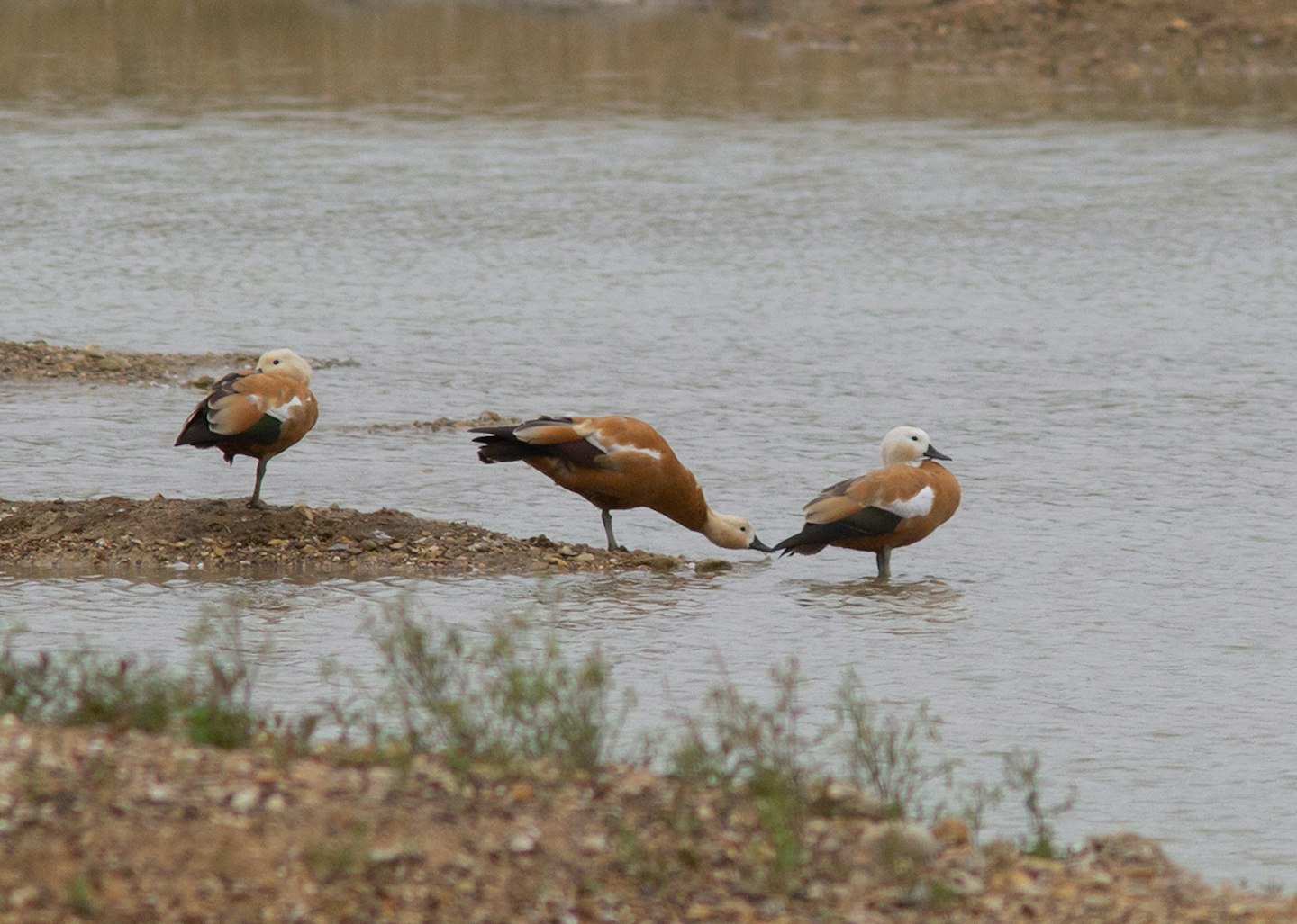 Ruddy Shelducks