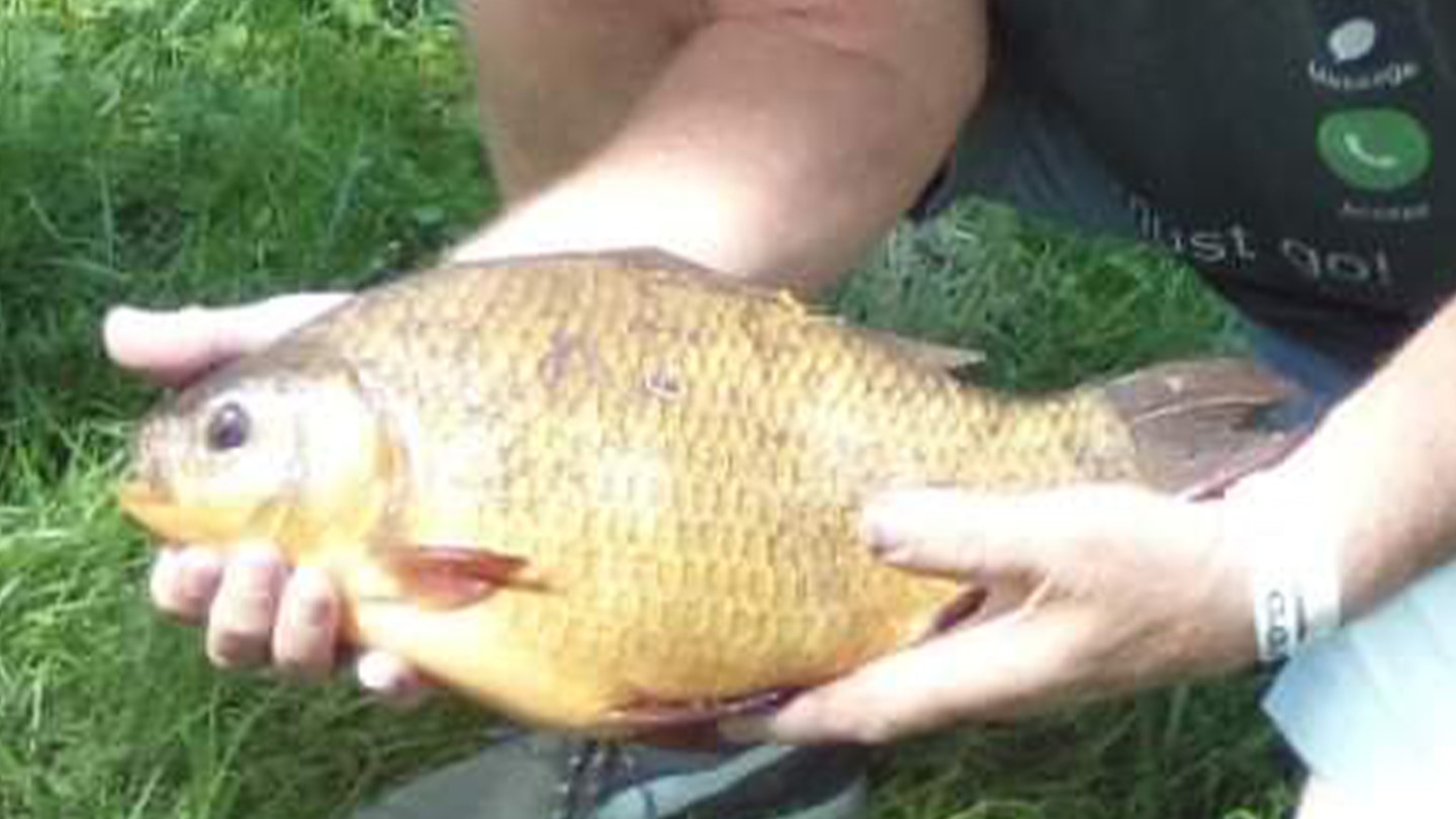 Britain's biggest ever crucian banked!