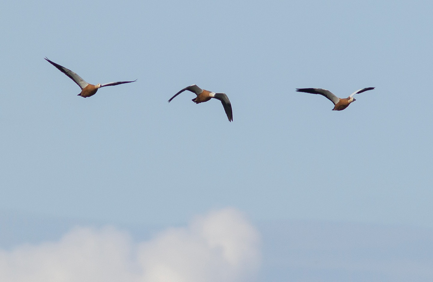 Ruddy Shelducks