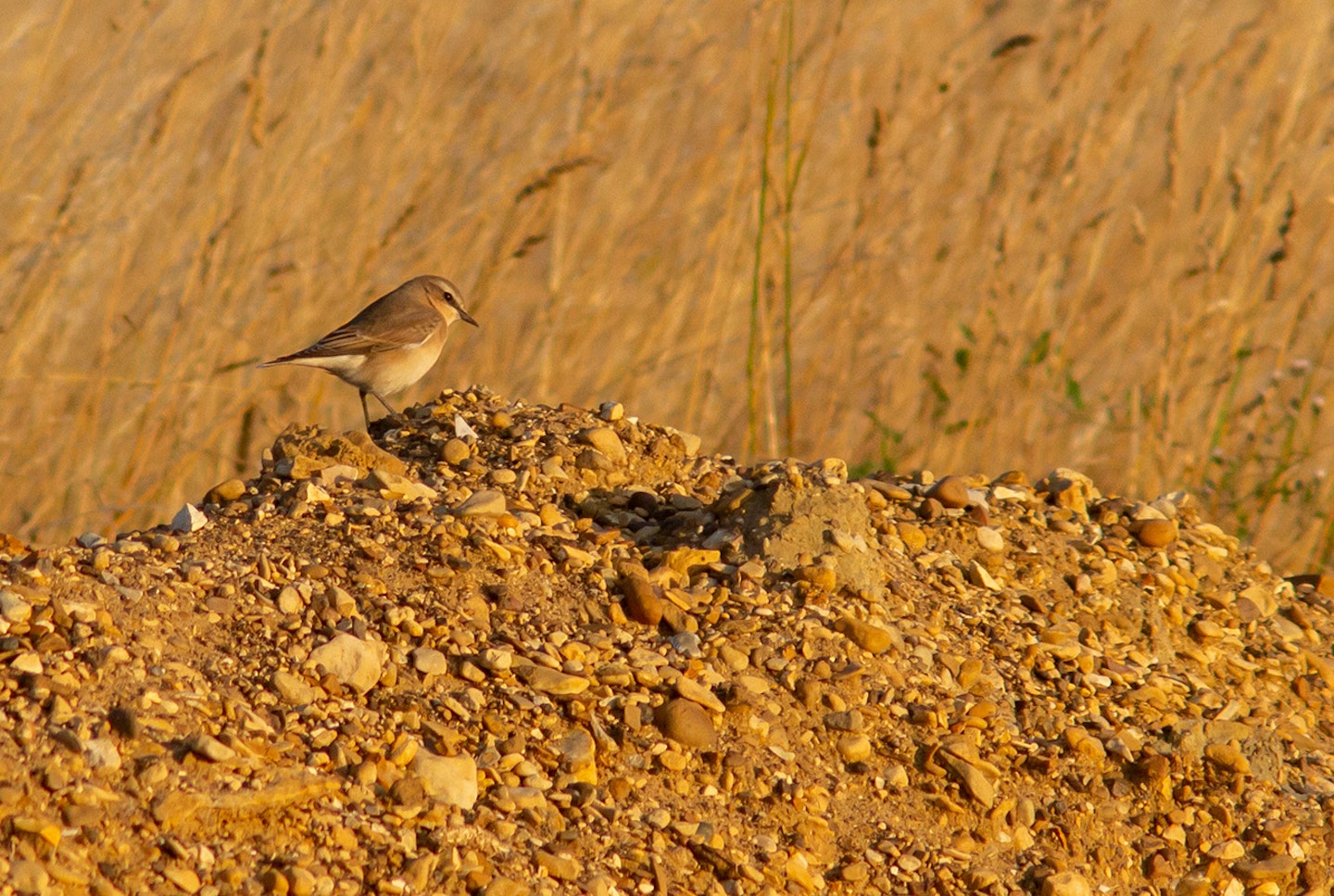 Wheatear