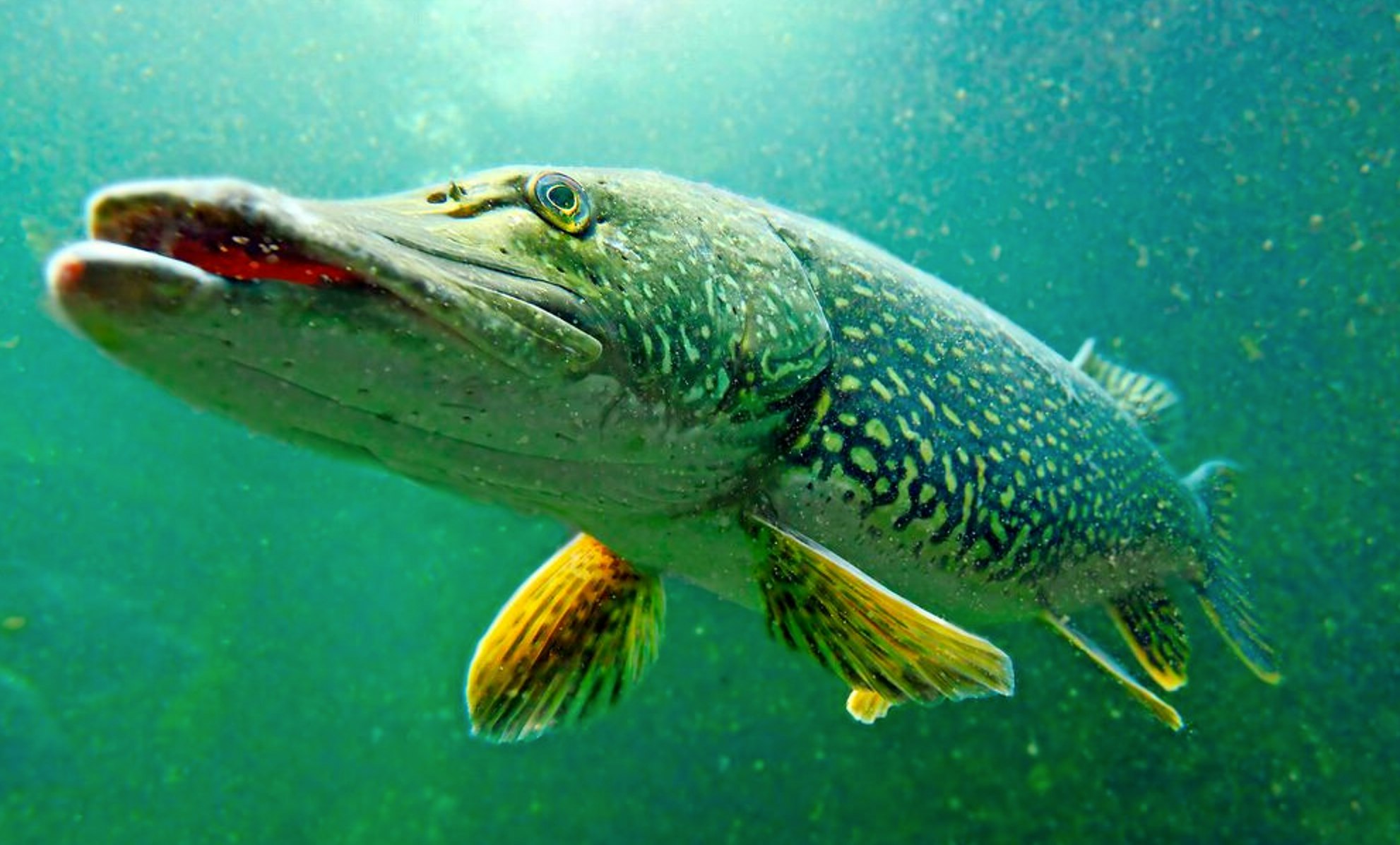 Pike 