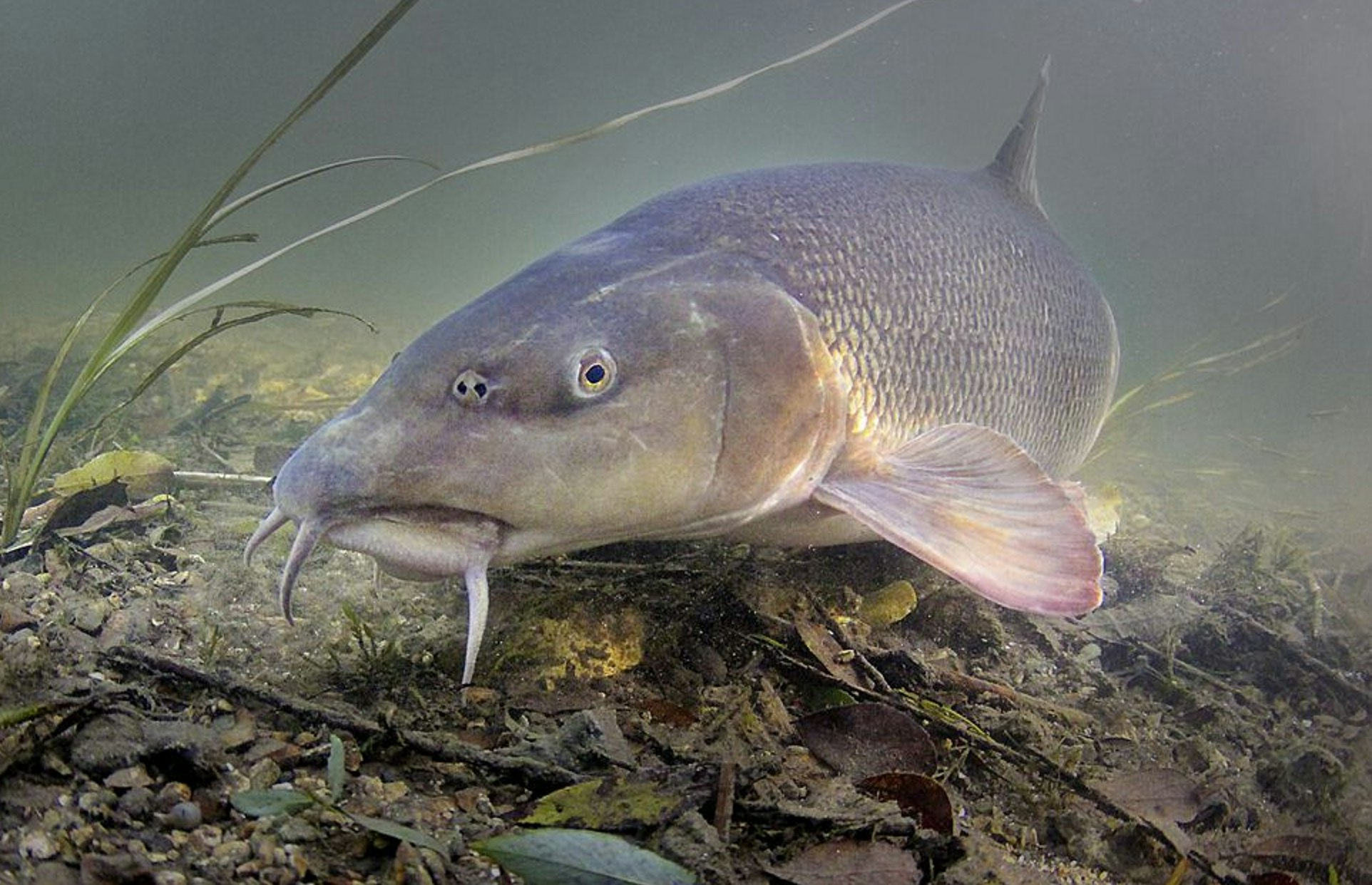 Barbel 