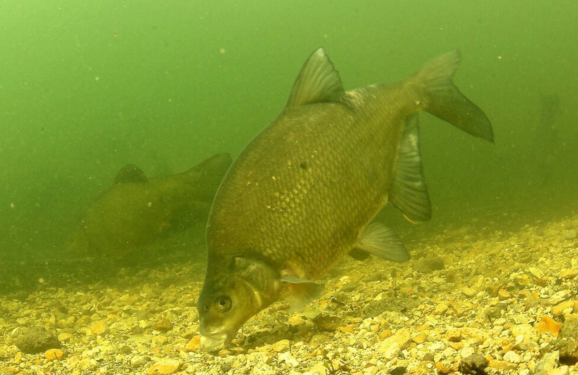 Dace, Bream, Perch, Rudd & Roach