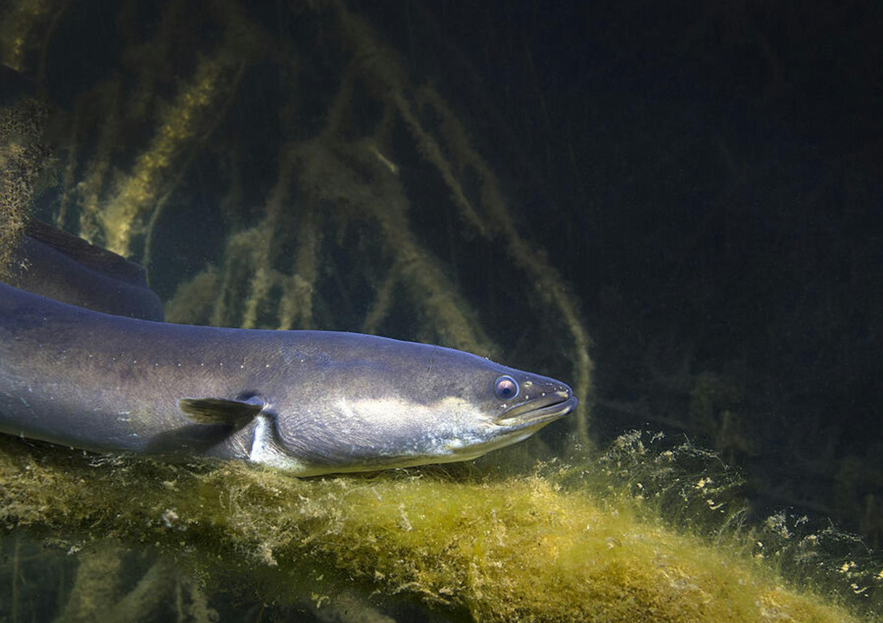 Eels 