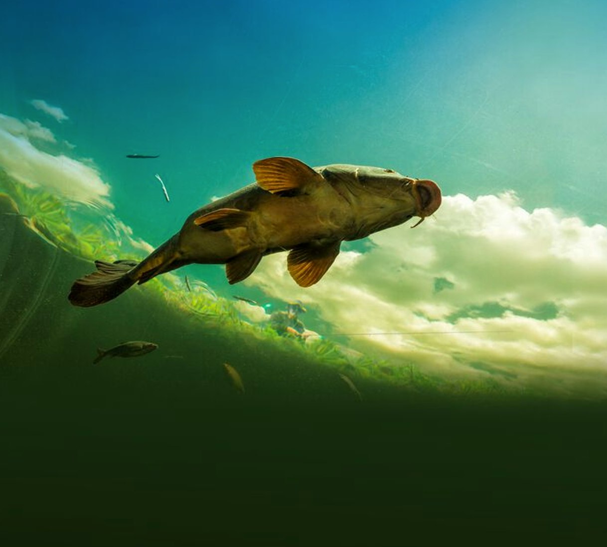 Carp, Tench & Crucians 