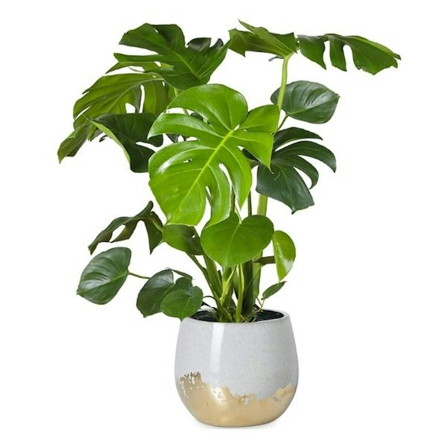 30-40cm Potted Monstera Deliciosa