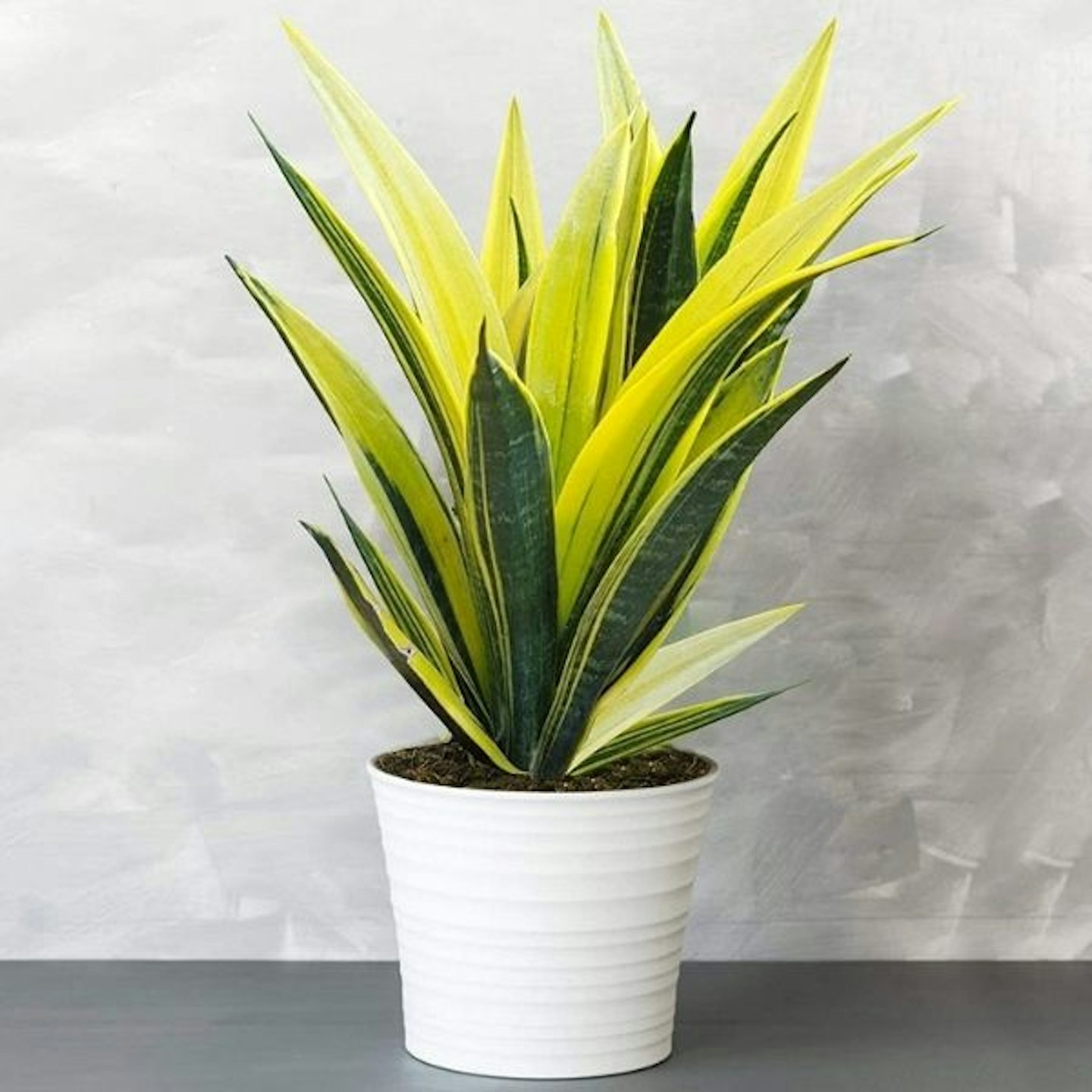 Sansevieria Golden Flame - Snake Plant