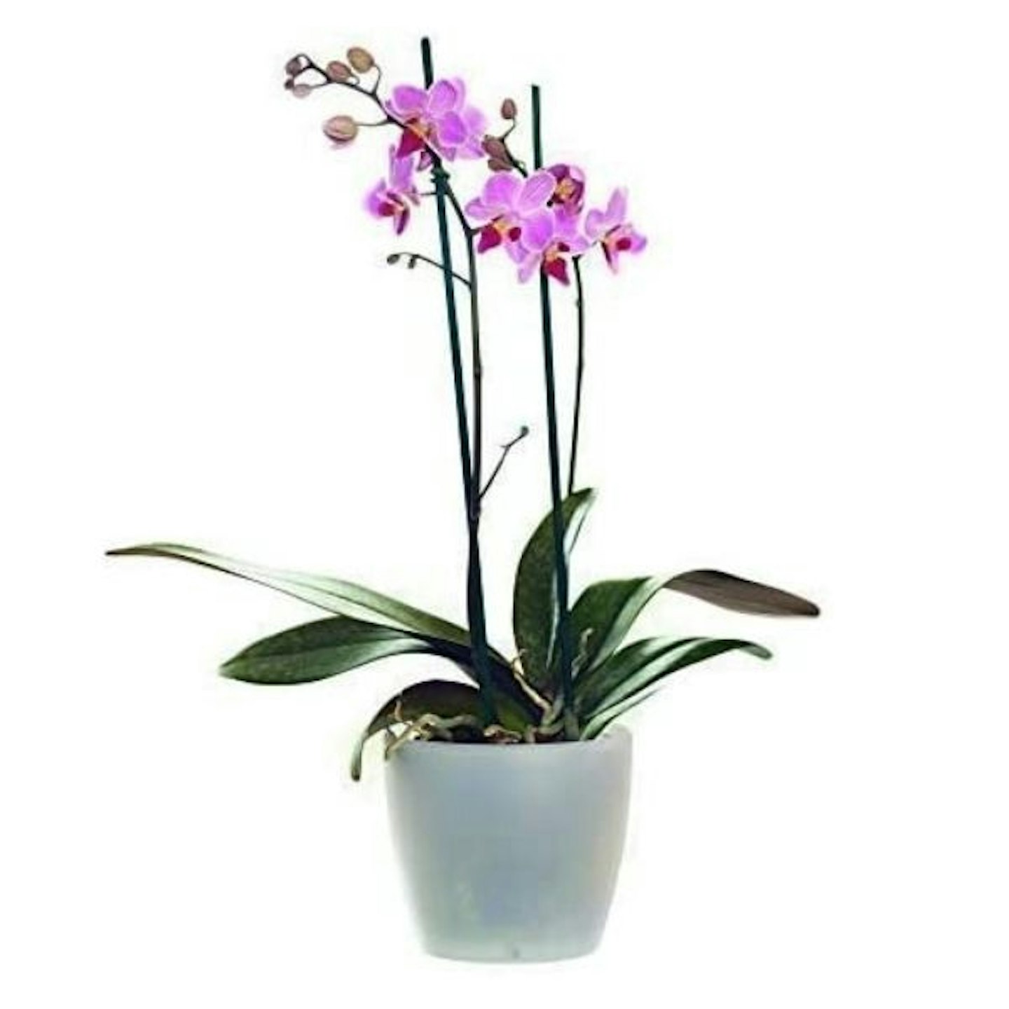 Beautiful Live Potted Twin Spiked Phalaenopsis Orchid