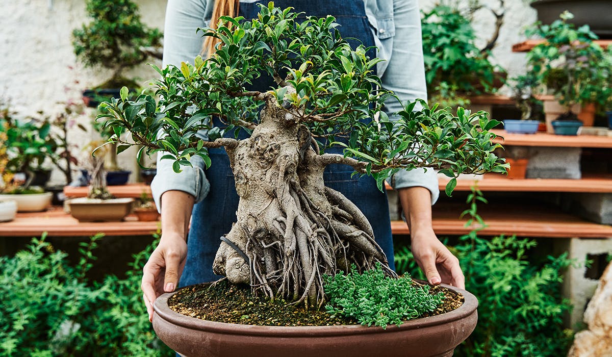 Bonsai trees care: How long do bonsai trees take to grow? | Life | Yours