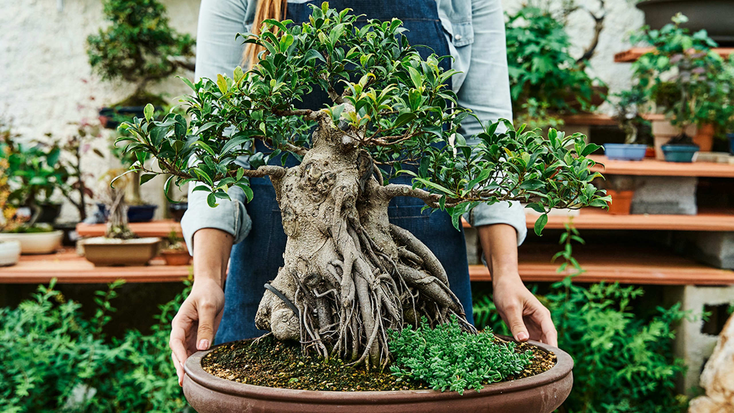 bonsai trees