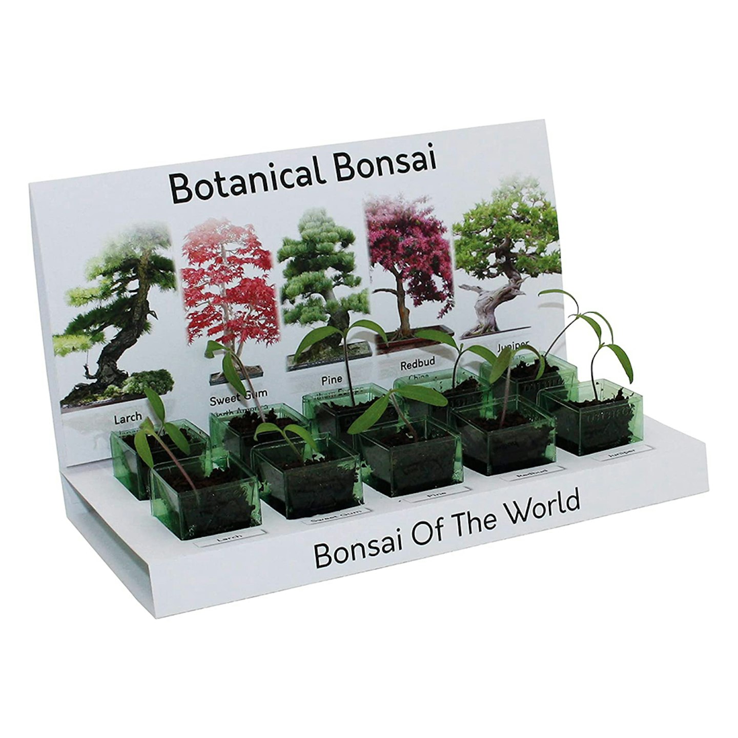 Bonsai Tree Grow kit