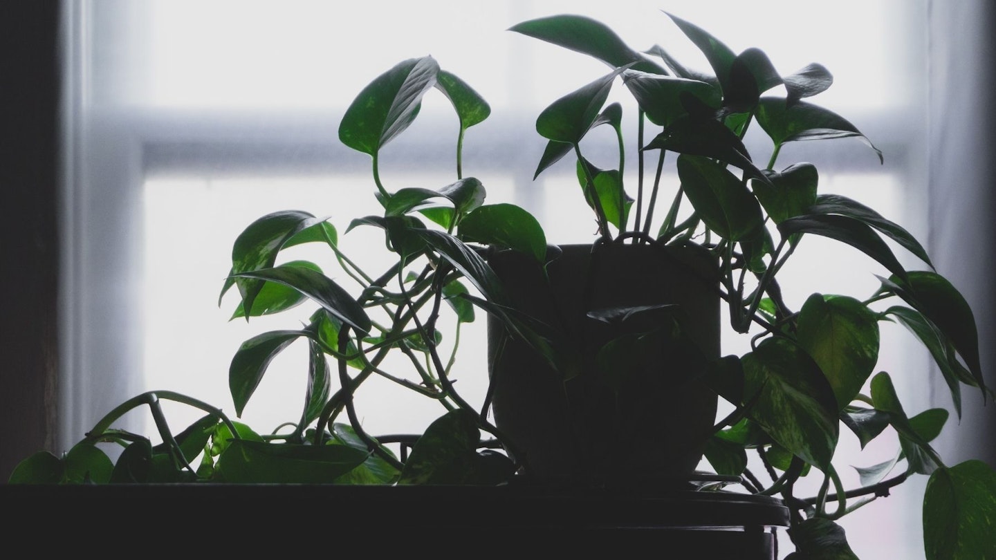 Low light indoor plants