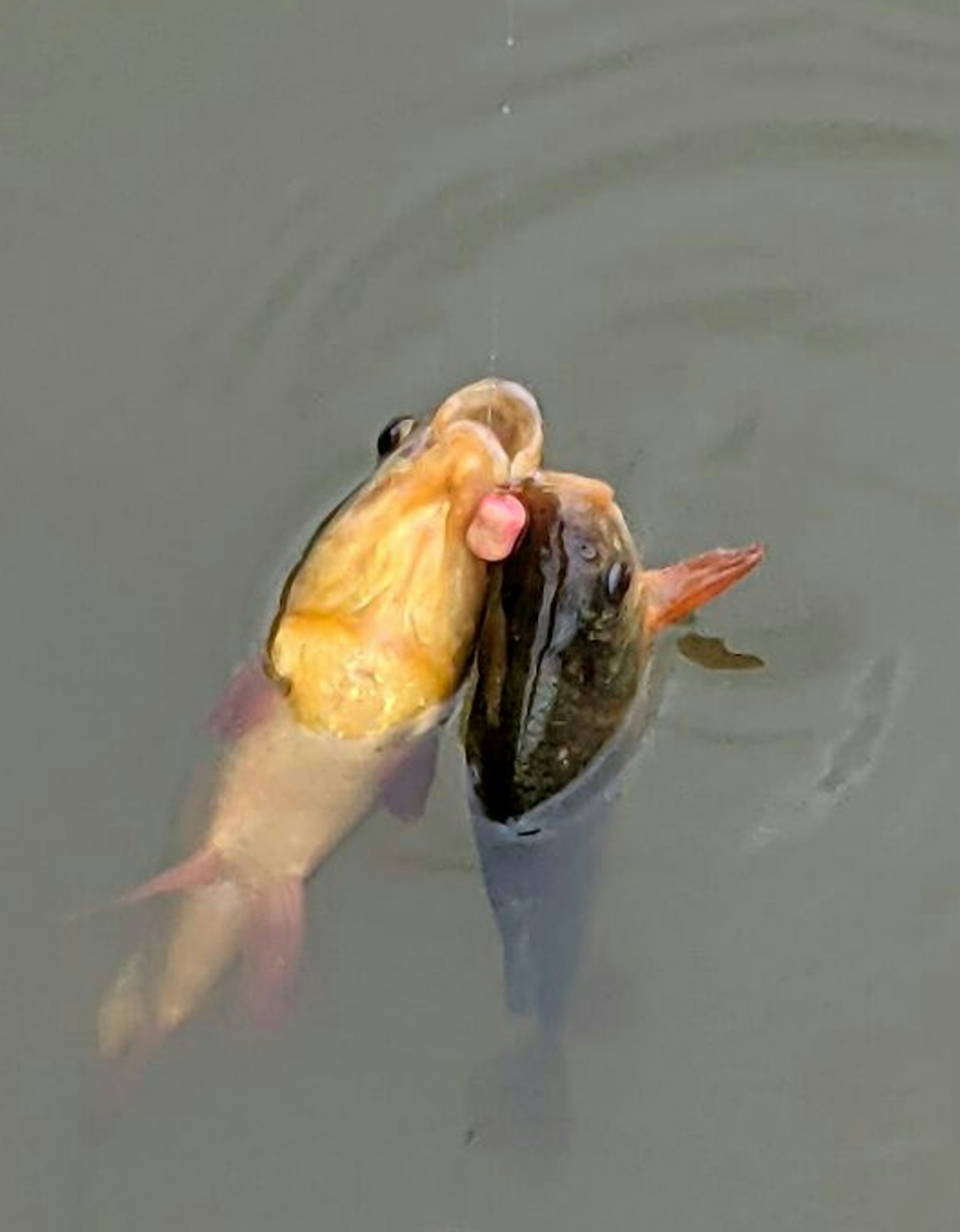 Both these crucians wanted Nick's hookbait