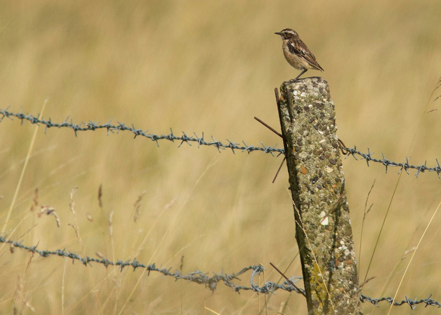 Whinchat