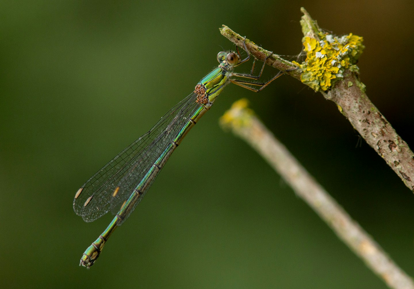 WiIlow Emerald Damselfly