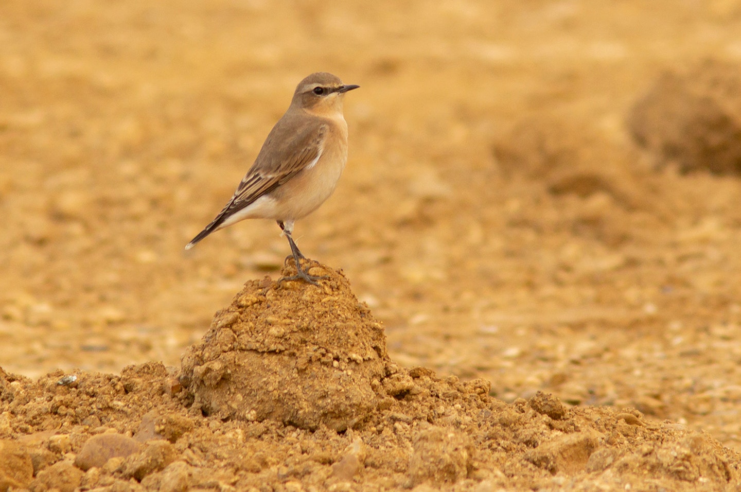 Wheatear