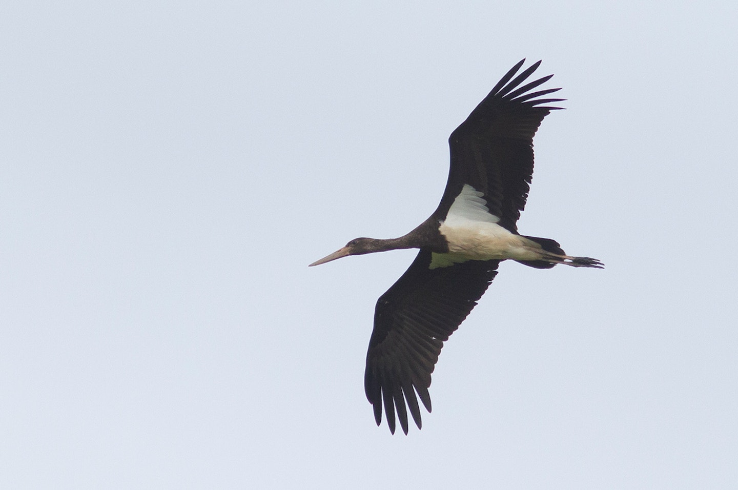 Black Stork