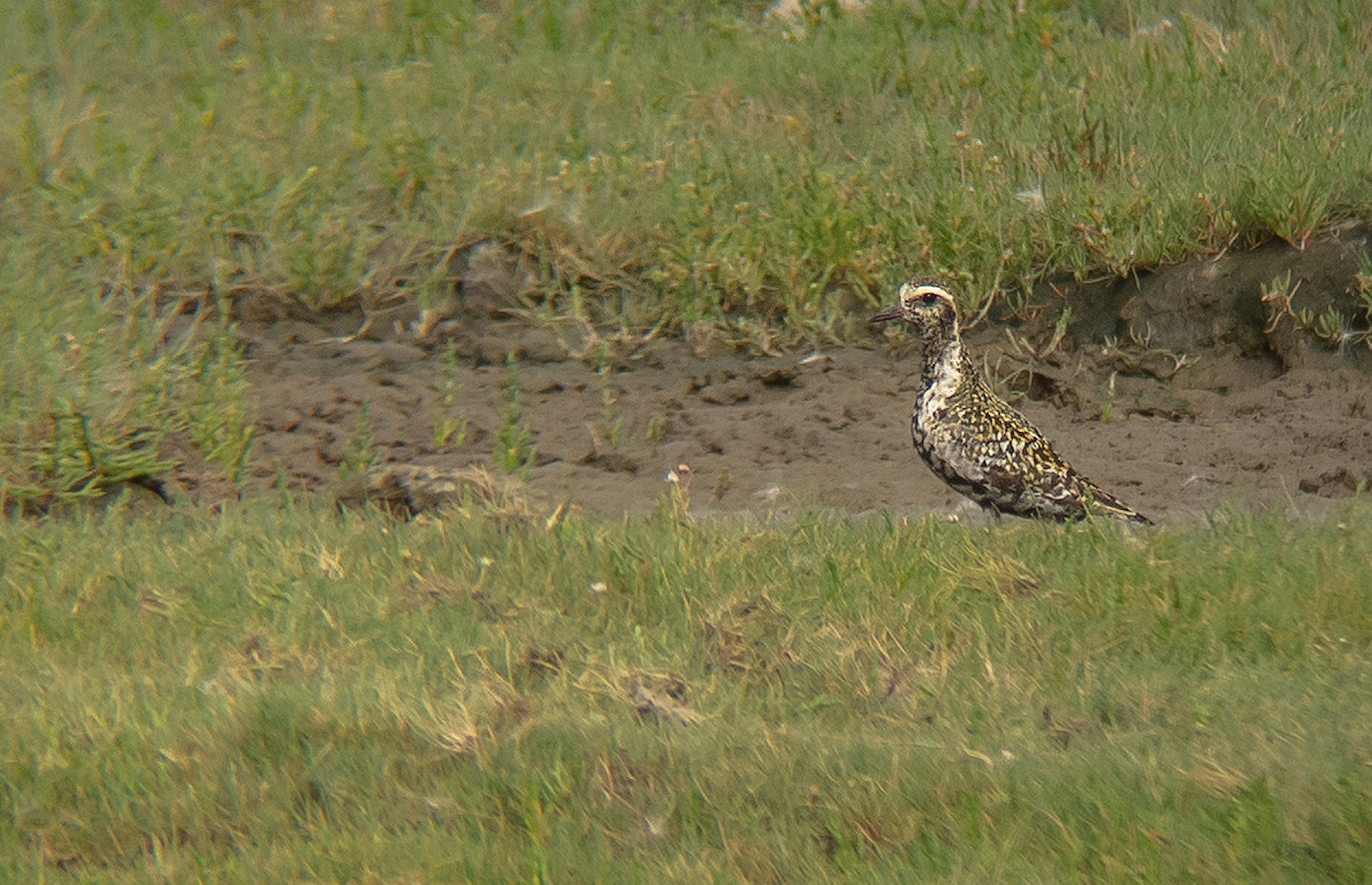 Pacific Golden Plover