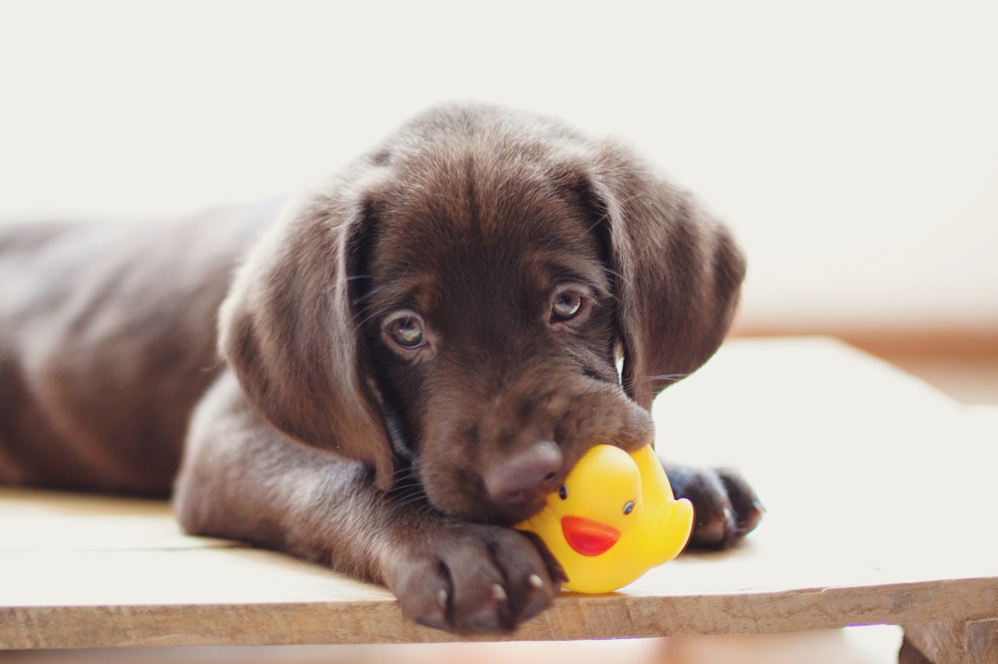 Best puppy chew toys - puppy chewing rubber duck