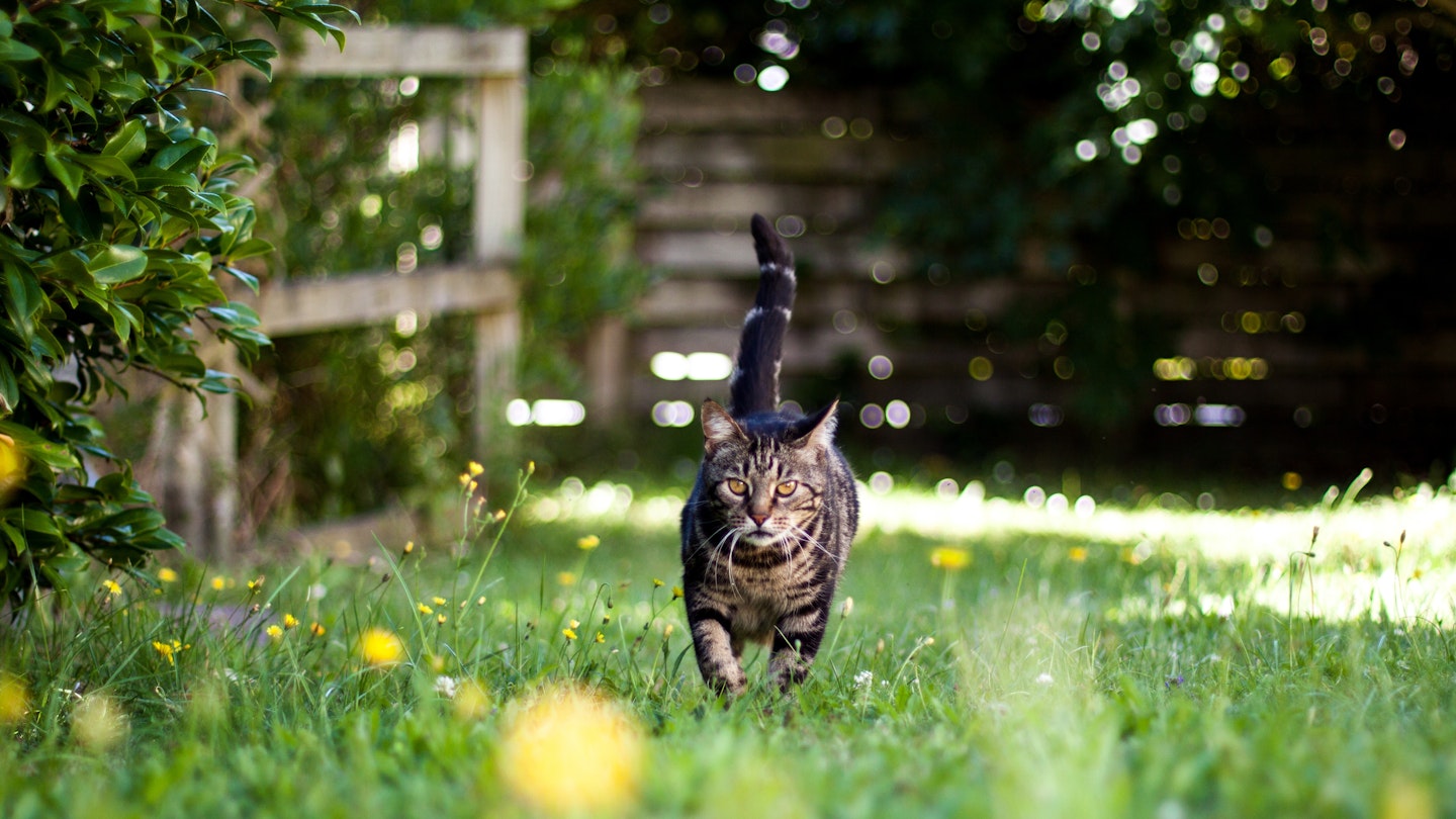 cat strolling through garden - how to stop cats pooping in your garden