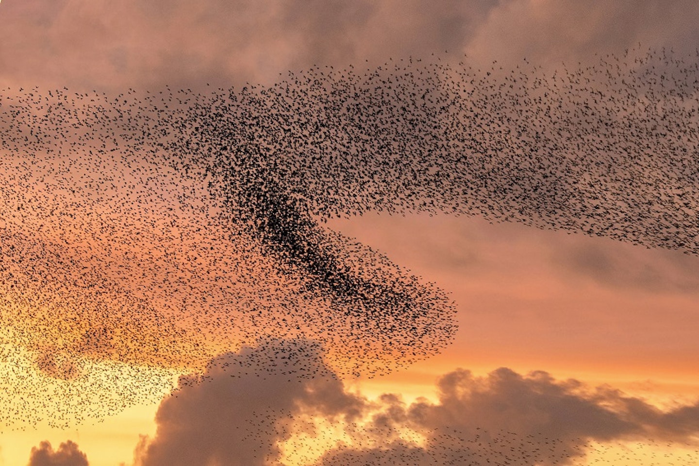 Starling