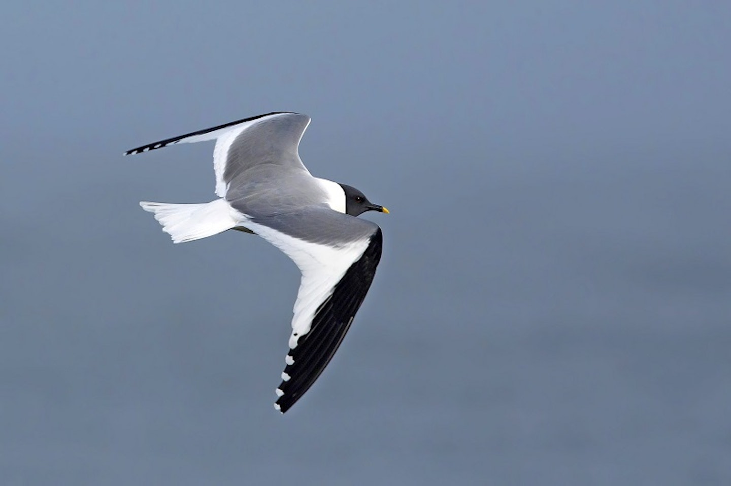 Sabine's Gull