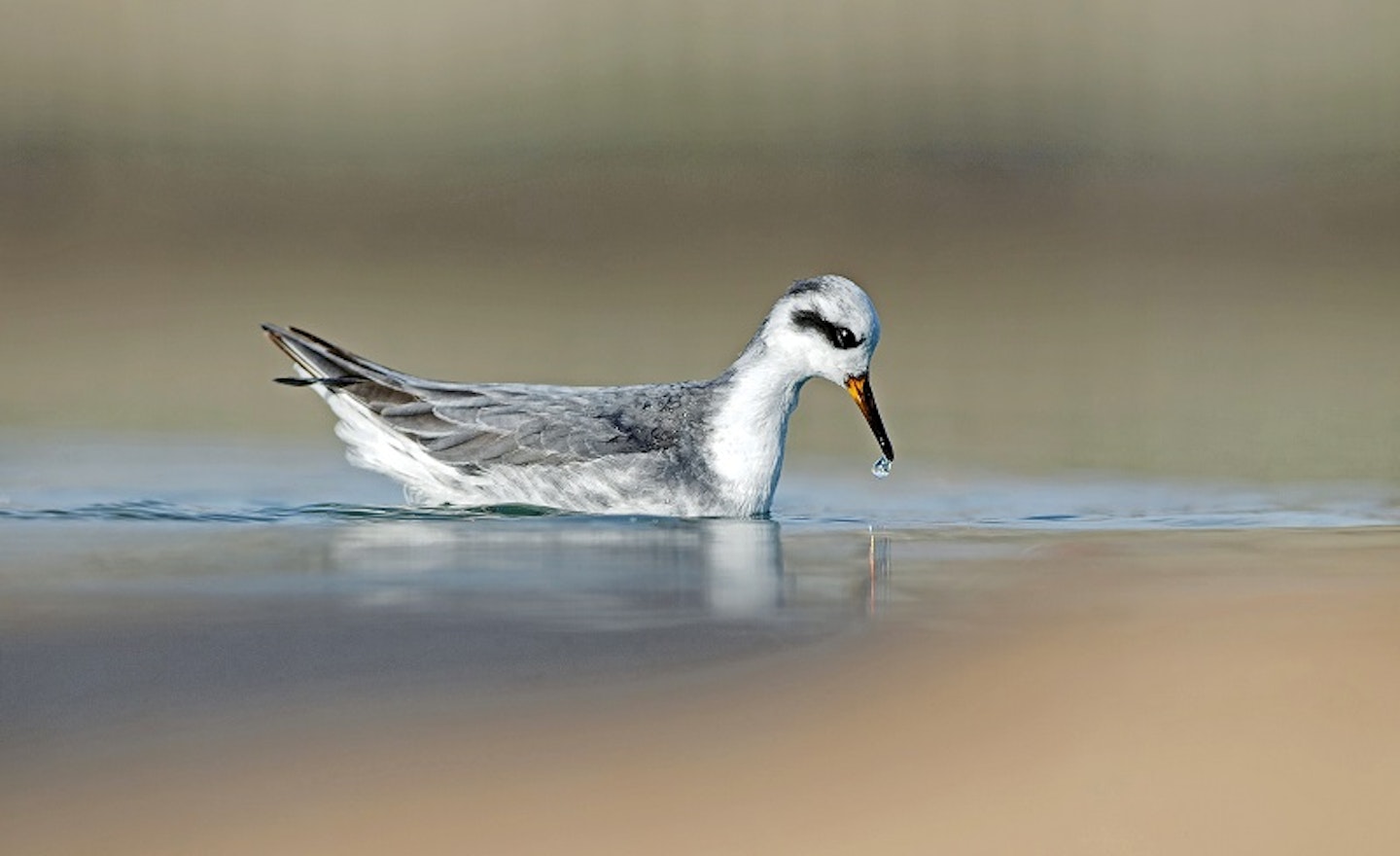 Grey Phalarope