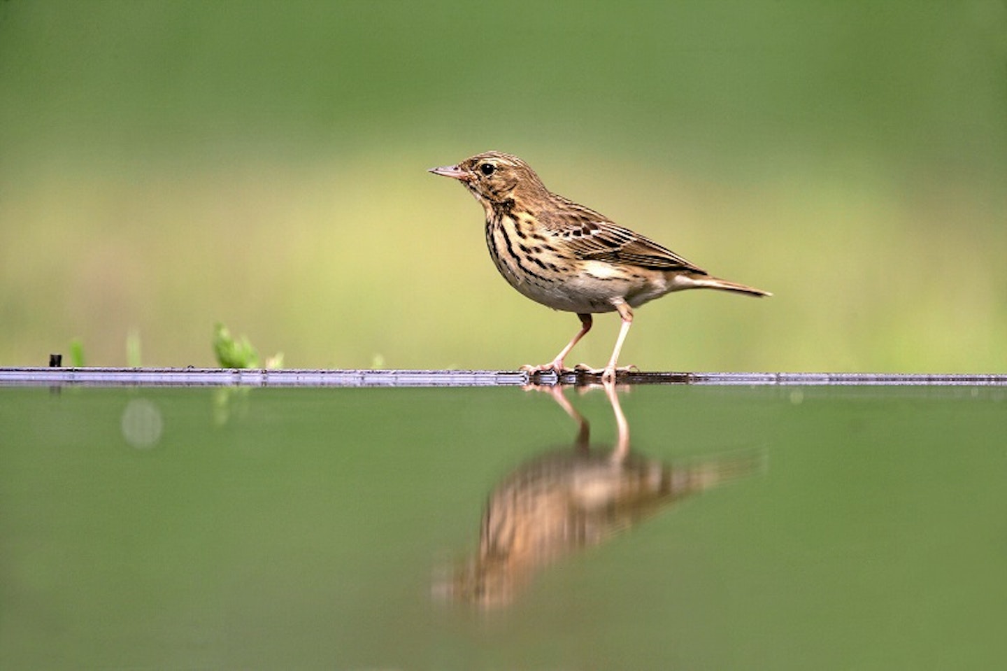 Tree Pipit