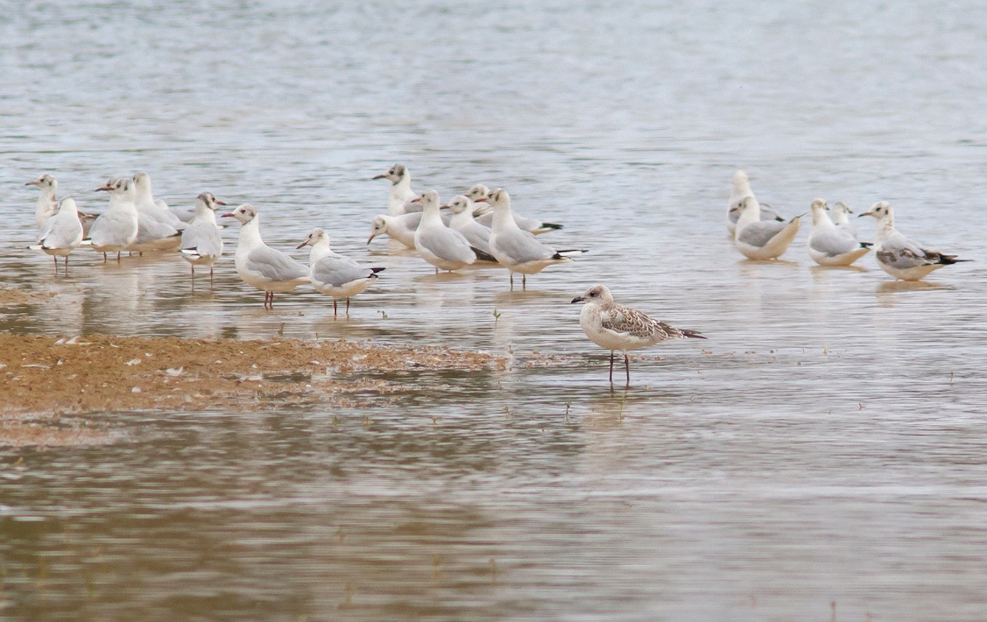 Juvenile Mediterranean Gull