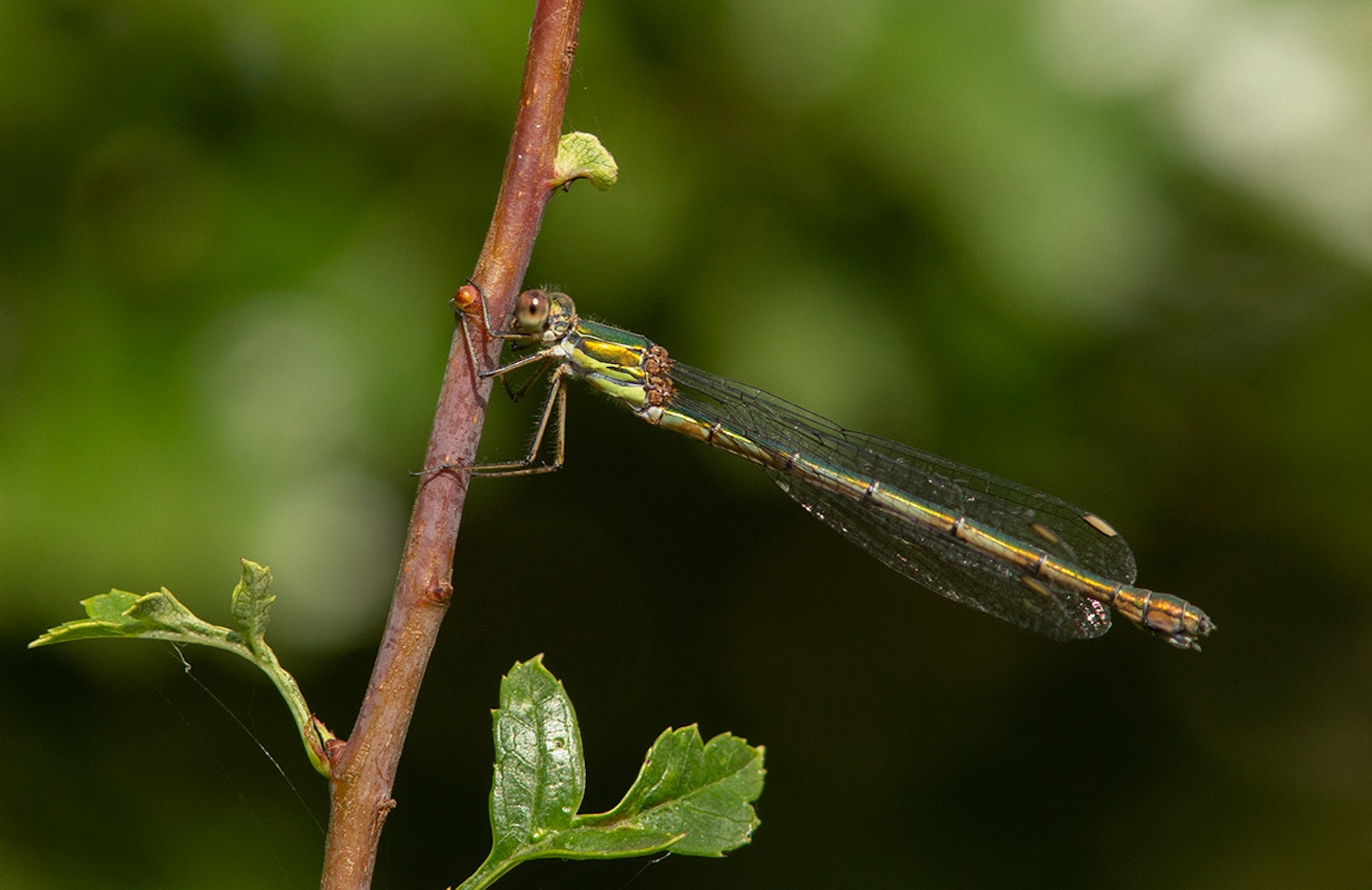 Willow Emerald Damselfly