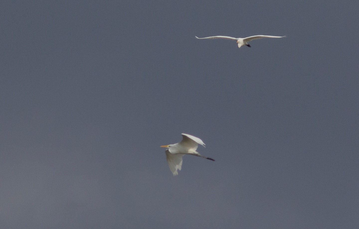 Great White Egrets