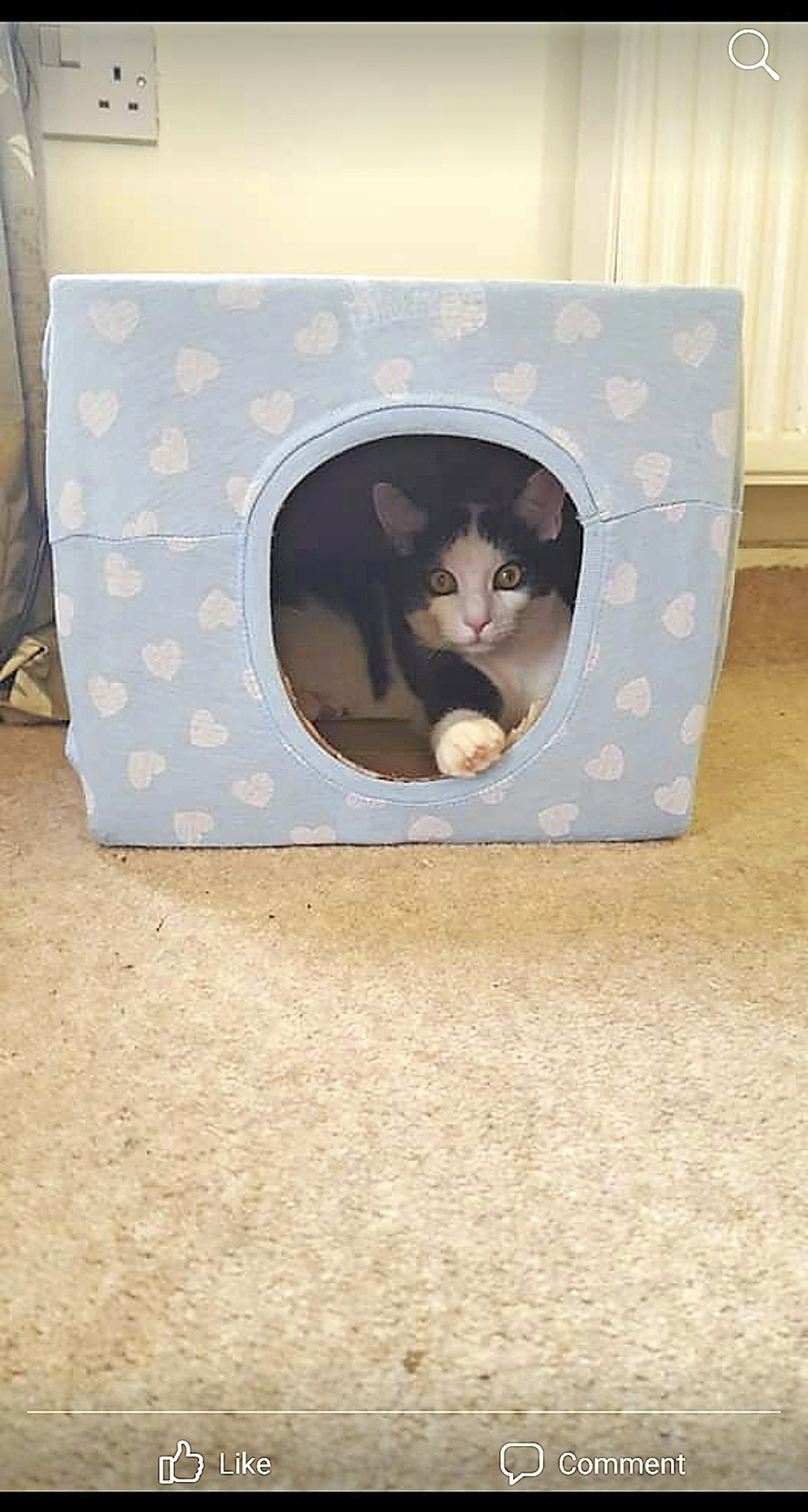 Homemade cat box