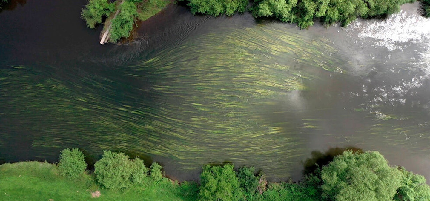 A section of the Wye in 2019 full of streamer weed