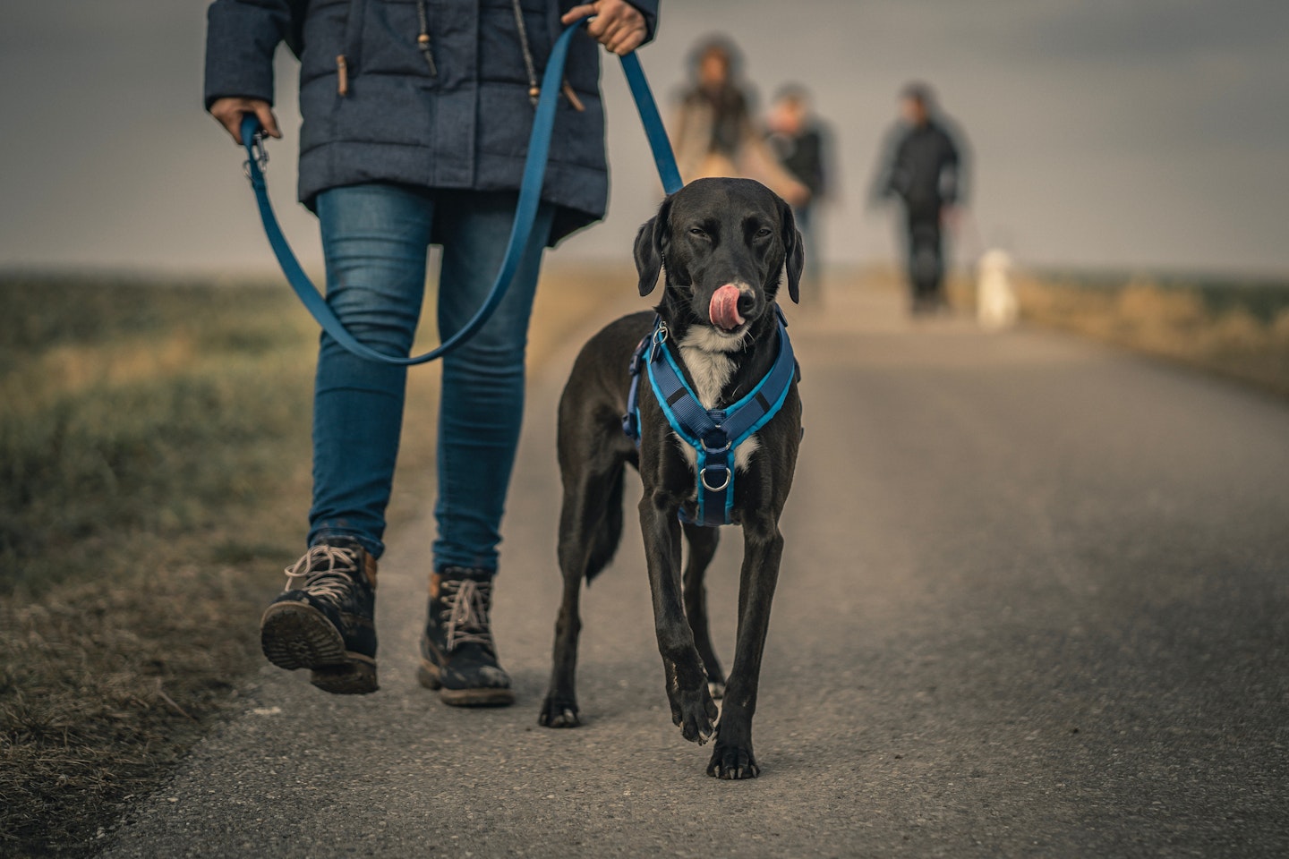 Best leads for dogs that pull