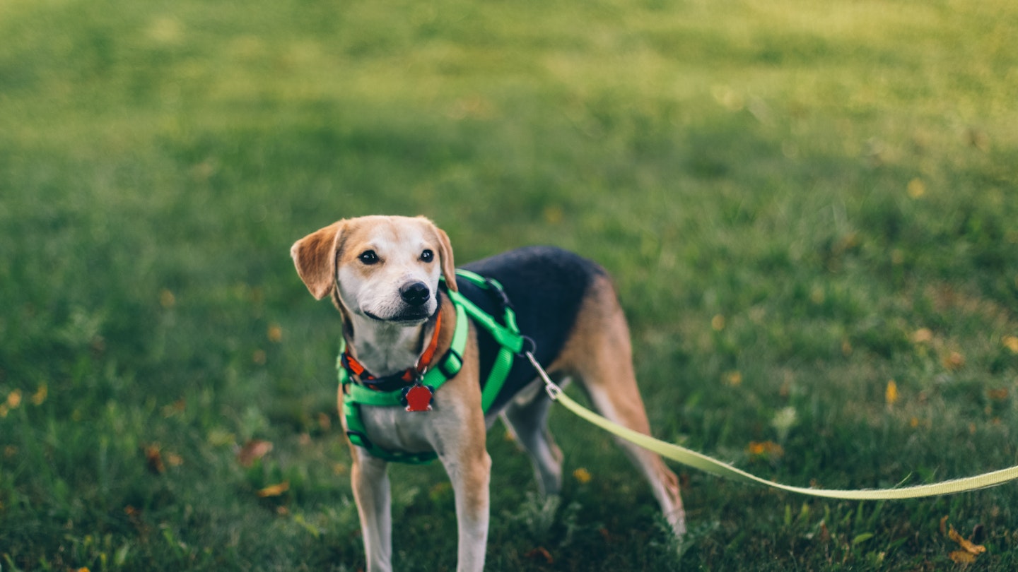 Best dog leads for dogs that pull