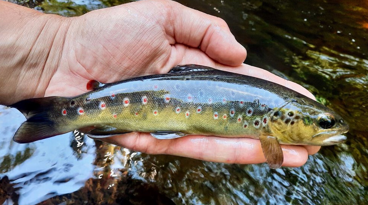 The river’s wild trout are spectacular enough
