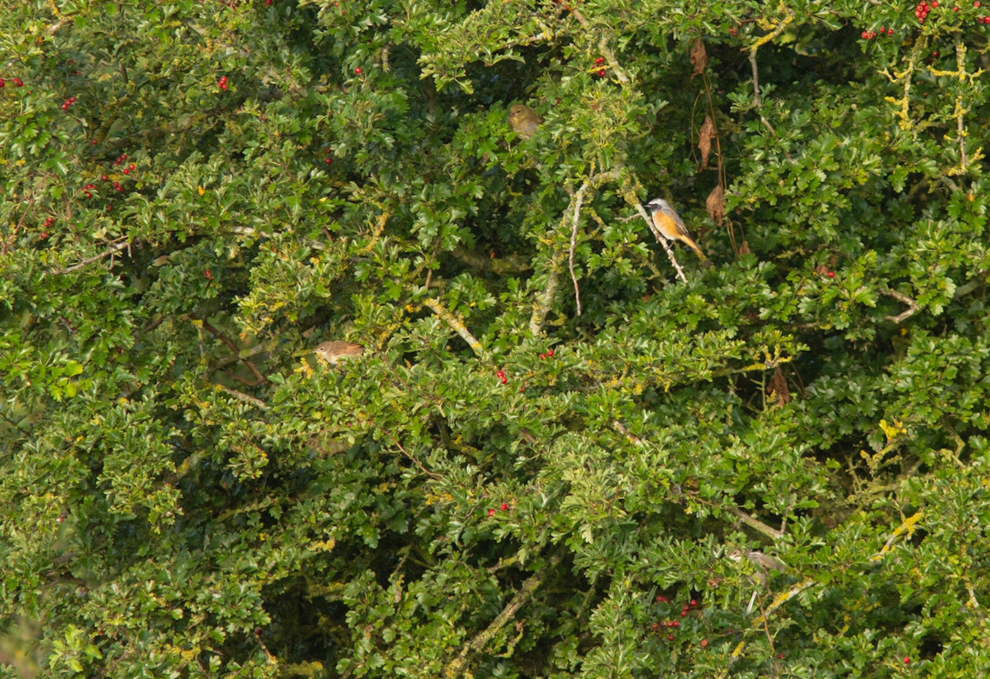 Redstart