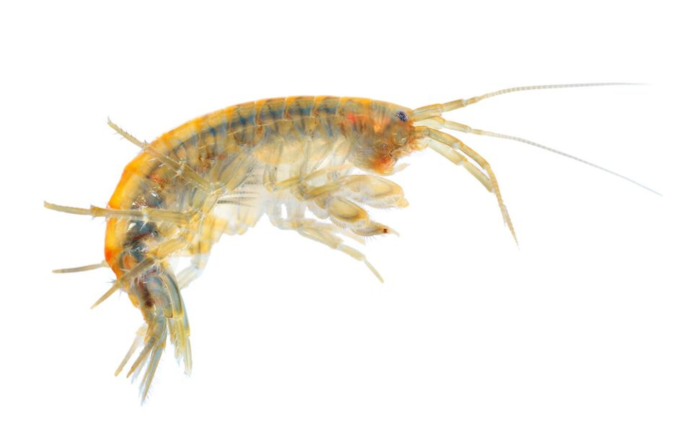 Killer shrimps threaten many of our fisheries