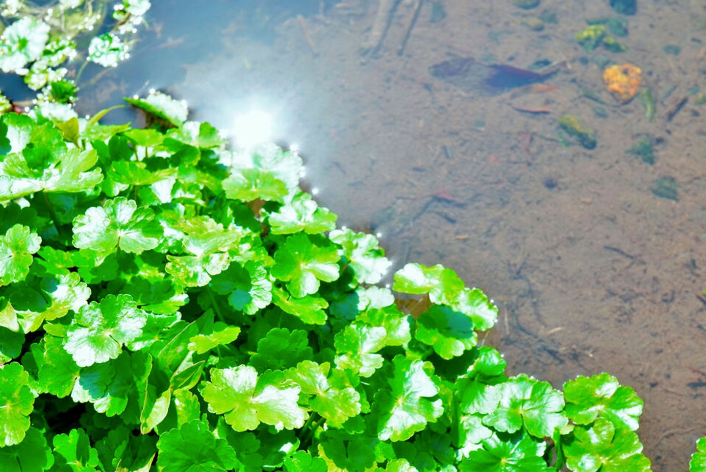Floating pennywort, an ongoing problem