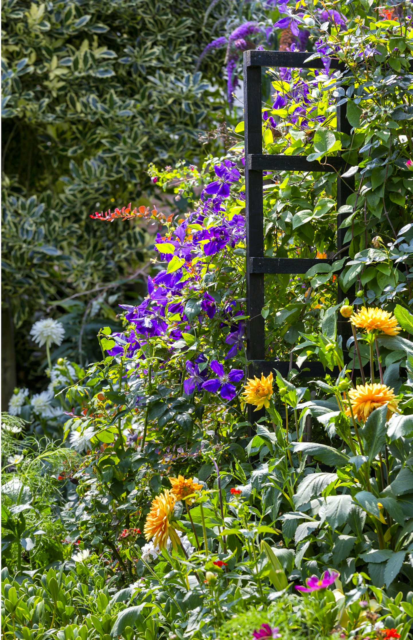 Tudor Roost garden in Essex - dahlias and clematis proviode a colour contrast