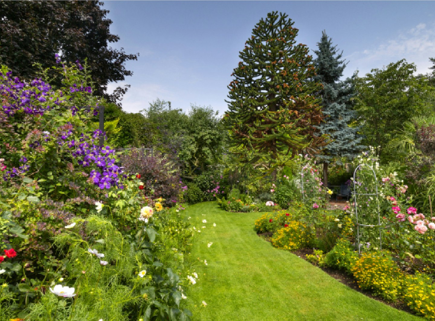 Tudor Roost garden in Essex - a lovely lawn helps frame the busy planting areas, with a monkey puzzle tree in the background